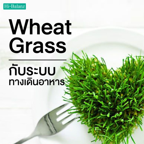 ประโยชน์ของต้นอ่อนข้าวสาลี (Wheat Grass) กับระบบทางเดินอาหาร