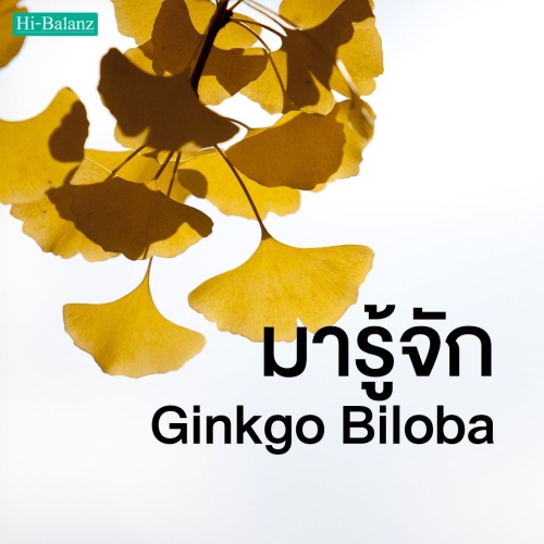 มารู้จัก ใบแปะก๊วย (Ginkgo Biloba) ตัวช่วยบำรุงสมองและป้องกันความจำเสื่อมจากธรรมชาติ
