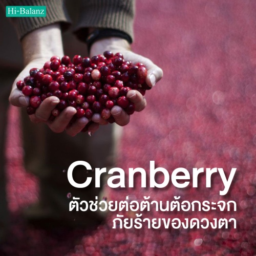 สารสกัดจากแครนเบอร์รี่ (Cranberry Extract) ตัวช่วยต่อต้านต้อกระจก ภัยร้ายของดวงตา