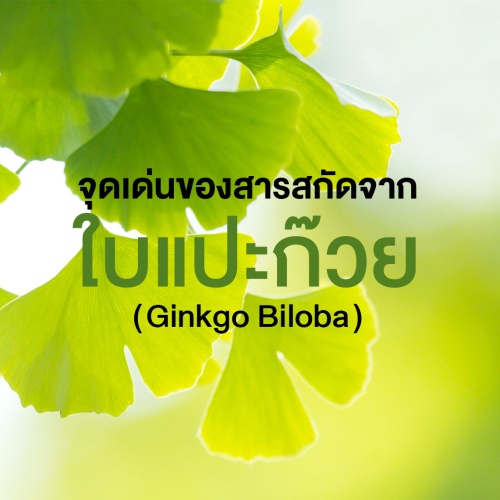 สารสำคัญที่พบในสารสกัดจากใบแปะก๊วย (Ginkgo Biloba) และผลของการรักษาโรค