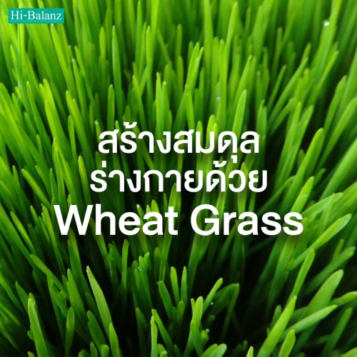 สร้างสมดุลร่างกายด้วยต้นอ่อนข้าวสาลี (Wheat Grass)