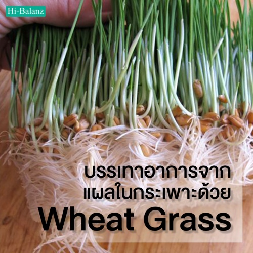 บรรเทาอาการจากแผลในกระเพาะด้วย ต้นอ่อนข้าวสาลี (Wheat Grass)