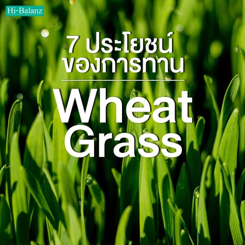 7 ประโยชน์ของการรับประทานต้นอ่อนข้าวสาลี (Wheat Grass)