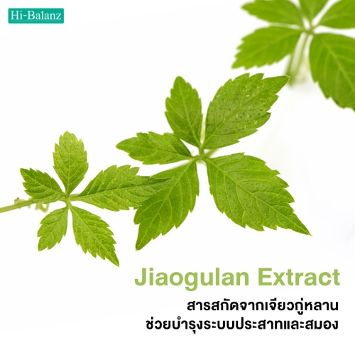 สารสกัดจากเจียวกู่หลานช่วยบำรุงระบบประสาทและสมอง (Jiaogulan Extract)